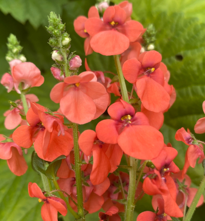 Diascia barberae 'Hopleys Orange'